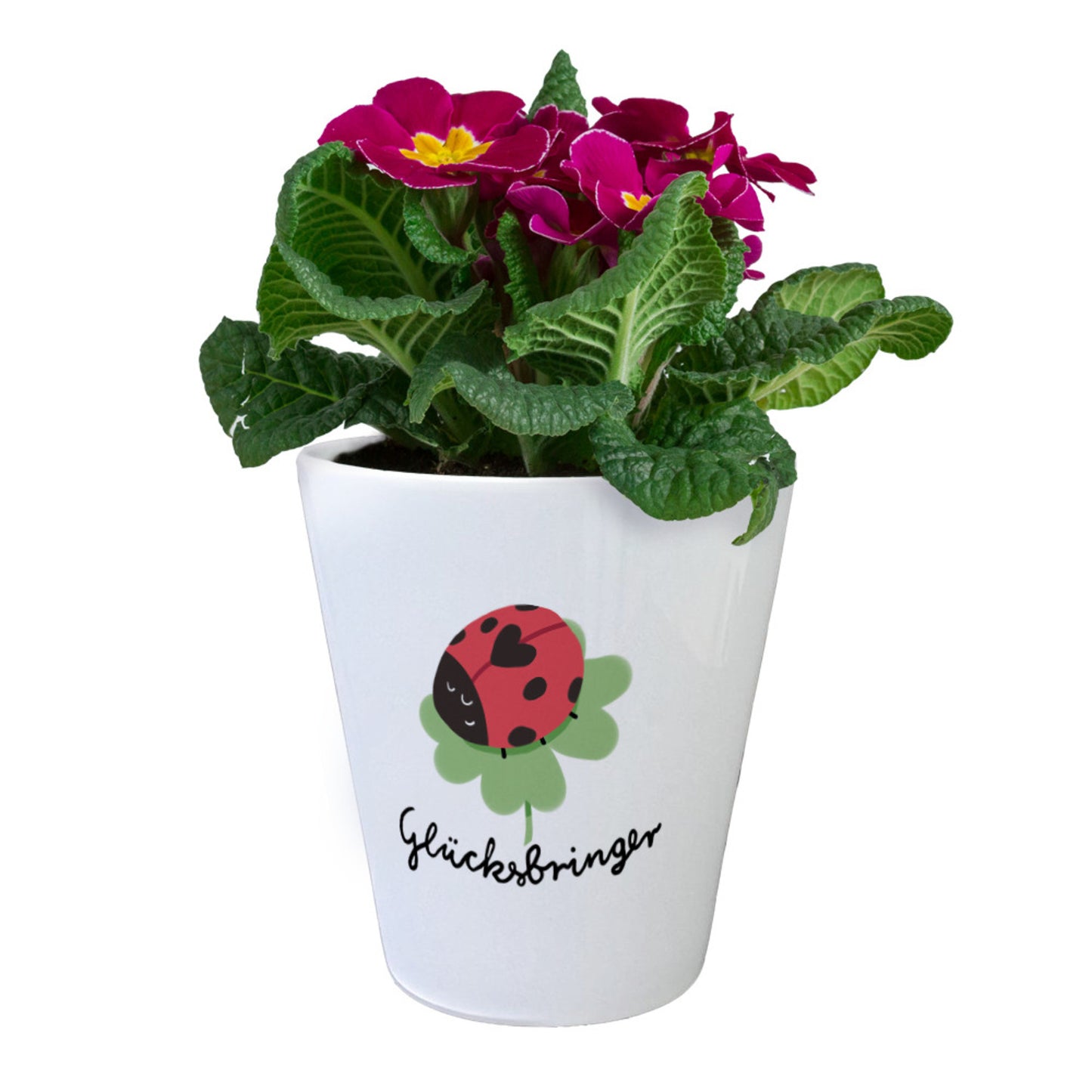 Glücksbringer Blumentopf mit Marienkäfer auf Kleeblatt