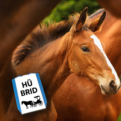 Pferd mit Kutsche Parkscheibe mit Spruch Hü brid