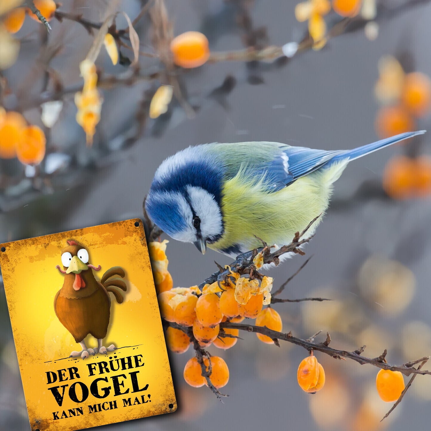 Metallschild mit Huhn Motiv und Spruch: Der frühe Vogel kann mich mal