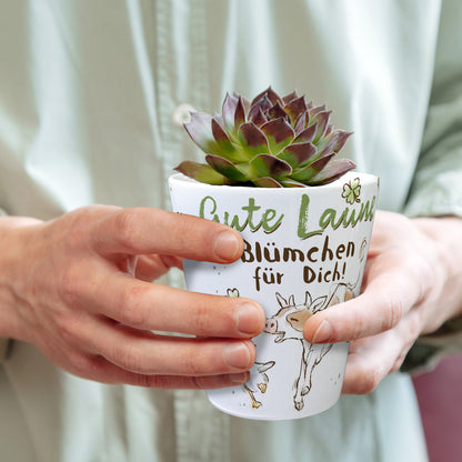 Kuh und Gans Blumentopf mit Spruch Gute Laune Blümchen für dich