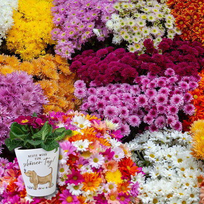 Dackel mit Blume Blumentopf mit Spruch Heute wird ein schöner Tag